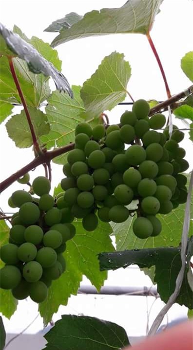 trồng nho sân thượng, trồng nho trên sân thượng, giàn nho, giàn nho trên sân thượng, nho Pháp