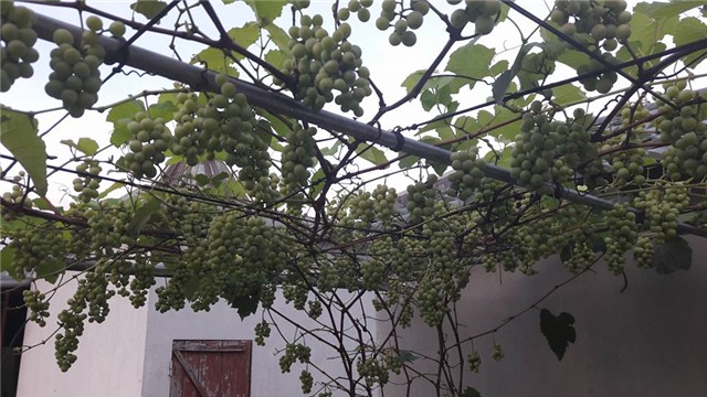 trồng nho sân thượng, trồng nho trên sân thượng, giàn nho, giàn nho trên sân thượng, nho Pháp