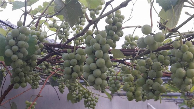 trồng nho sân thượng, trồng nho trên sân thượng, giàn nho, giàn nho trên sân thượng, nho Pháp