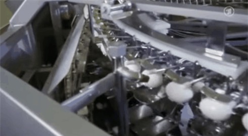 su-that-dang-sau-mon-trung-ga-dai-30cm