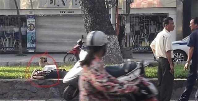 Hi hữu ở Hà Nội: Chủ say rượu ngủ giữa đường, chó nhất quyết đứng trông