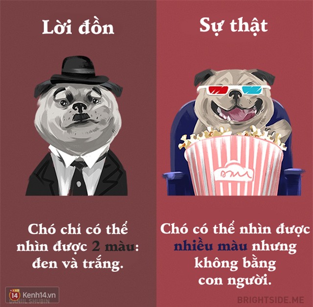 Cười rụng rốn từ lời đồn đến sự thật về các loài động vật - Ảnh 1.