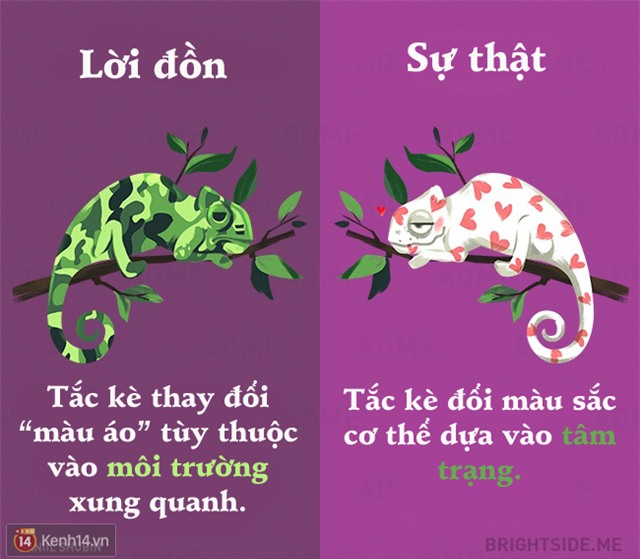 Cười rụng rốn từ lời đồn đến sự thật về các loài động vật - Ảnh 5.