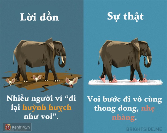 Cười rụng rốn từ lời đồn đến sự thật về các loài động vật - Ảnh 6.