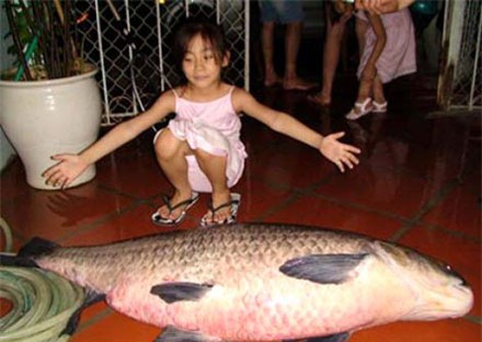 cần thủ, cá trắm, cá chép, Hồ Tây, thủy quái, cá khủng, ốc ma, ốc Hồ Tây, cá ma, ngư dân,