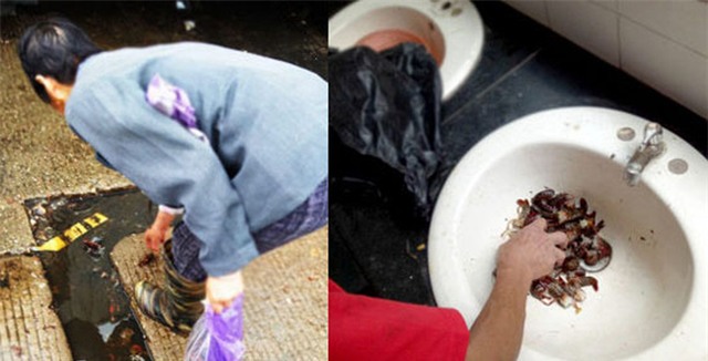 Nhặt tôm ở cống rãnh, rửa ở nhà vệ sinh công cộng để đem bán