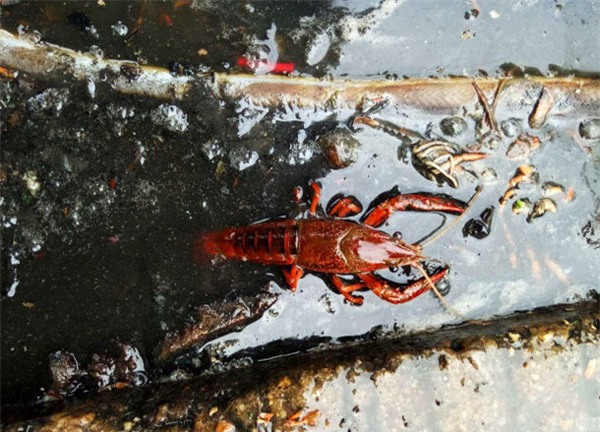 Nhặt tôm ở cống rãnh, rửa ở nhà vệ sinh công cộng để đem bán - Ảnh 1.