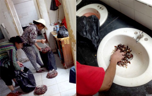 Nhặt tôm ở cống rãnh, rửa ở nhà vệ sinh công cộng để đem bán - Ảnh 4.