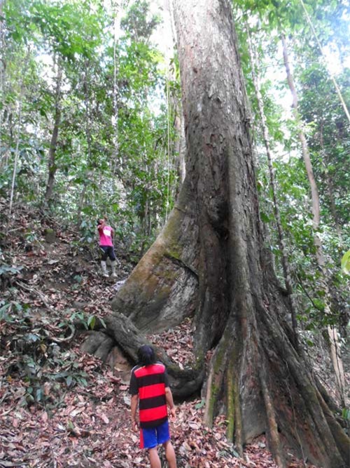 Phát hiện ra loài cây nhiệt đới cao nhất thế giới - 1