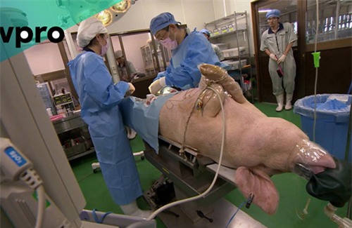Nuôi cấy bộ phận người trong cơ thể lợn: Nỗi lo lợn trở nên giống người - 1