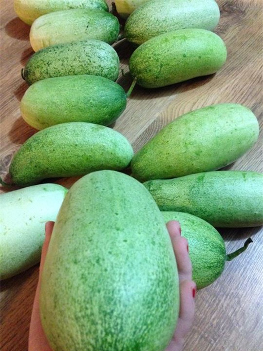 dưa mèo, dưa mèo khủng, dân hà nội mua dưa mèo, dưa mèo lai châu