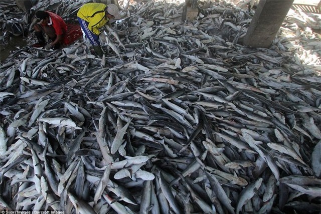 Sự thật, tiền triệu, vây cá mập, vi cá, cá mập, món ăn, nhà hàng, ngư dân, đánh bắt cá, hải sản