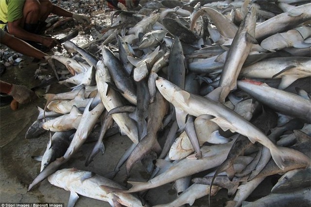 Sự thật, tiền triệu, vây cá mập, vi cá, cá mập, món ăn, nhà hàng, ngư dân, đánh bắt cá, hải sản