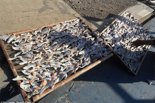 Sự thật, tiền triệu, vây cá mập, vi cá, cá mập, món ăn, nhà hàng, ngư dân, đánh bắt cá, hải sản