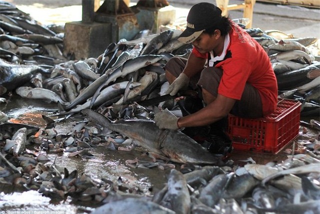 Sự thật, tiền triệu, vây cá mập, vi cá, cá mập, món ăn, nhà hàng, ngư dân, đánh bắt cá, hải sản