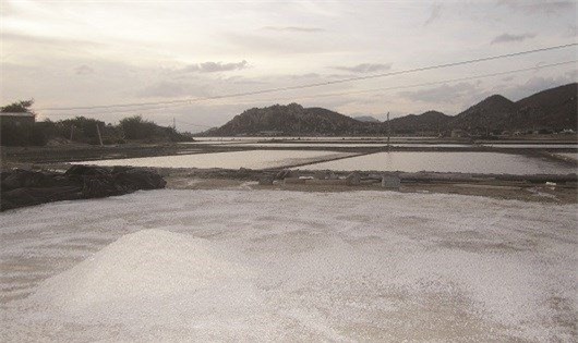 tiền tỷ , 'bà trùm', nông dân, “bà trùm muối”, Trần Thị Tân, Ninh Thuận, làm giàu, ý tưởng, phát minh