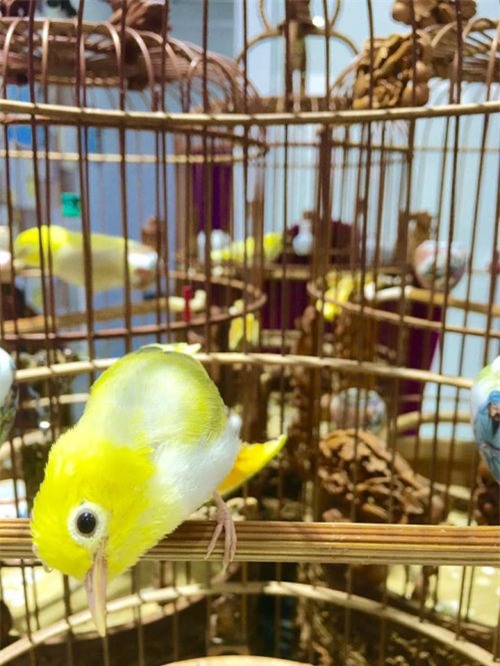 thuc hu chim hoang khuyen dai gia trung quoc tra nua ty khong ban hinh anh 12