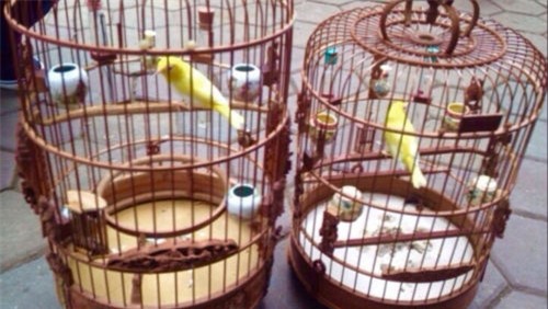 thuc hu chim hoang khuyen dai gia trung quoc tra nua ty khong ban hinh anh 2