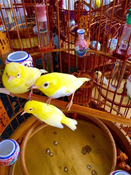 thuc hu chim hoang khuyen dai gia trung quoc tra nua ty khong ban hinh anh 4