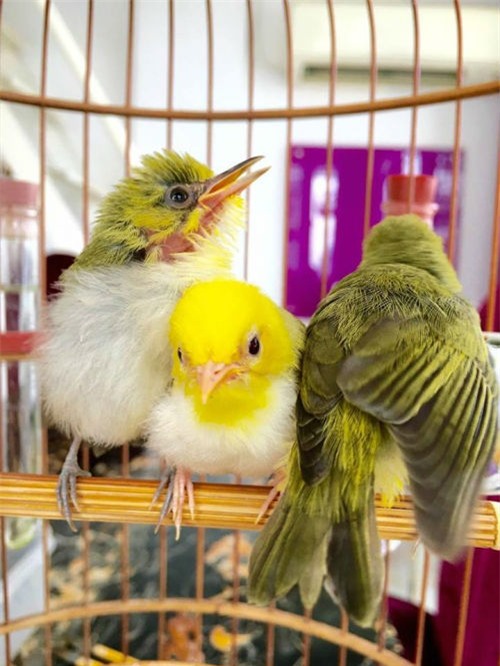 thuc hu chim hoang khuyen dai gia trung quoc tra nua ty khong ban hinh anh 6