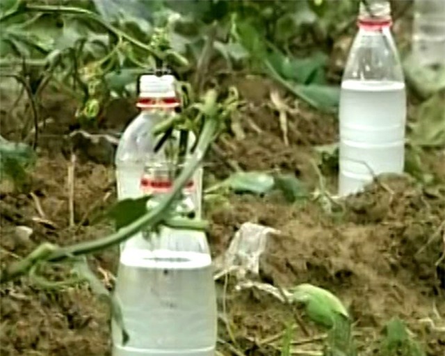 Tự chế kem chống nắng chống tia cực tím từ nhựa mướp