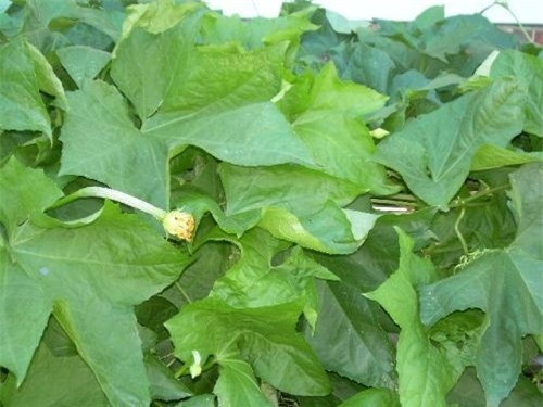 Tự chế kem chống nắng chống tia cực tím từ nhựa mướp