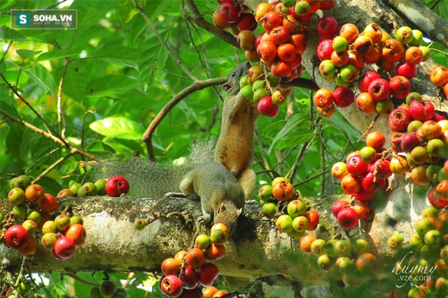 5 trái cây tốt nhất làm tăng hiệu quả chữa trị bệnh ung thư - Ảnh 1.
