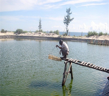 Phong trào nuôi tôm trên cát cũng đã trở thành “luồng gió mới” trong cơ cấu sản xuất và phát triển thuỷ sản. Ảnh N.L