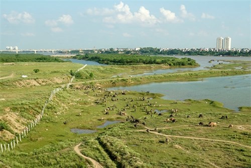 Vợ chồng, Hà Nội, để dành, đàn trâu, thịt trâu, nuôi trâu, nông dân, hồi môn, chăn nuôi, trâu bò