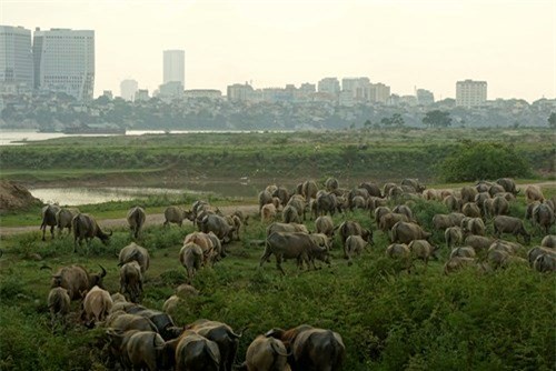 Vợ chồng, Hà Nội, để dành, đàn trâu, thịt trâu, nuôi trâu, nông dân, hồi môn, chăn nuôi, trâu bò