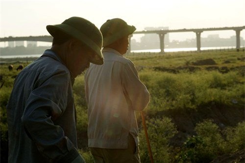 Vợ chồng, Hà Nội, để dành, đàn trâu, thịt trâu, nuôi trâu, nông dân, hồi môn, chăn nuôi, trâu bò