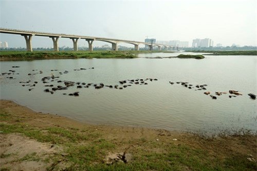 Vợ chồng, Hà Nội, để dành, đàn trâu, thịt trâu, nuôi trâu, nông dân, hồi môn, chăn nuôi, trâu bò