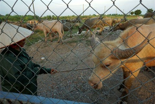 Vợ chồng, Hà Nội, để dành, đàn trâu, thịt trâu, nuôi trâu, nông dân, hồi môn, chăn nuôi, trâu bò