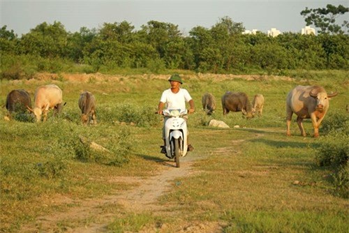 Vợ chồng, Hà Nội, để dành, đàn trâu, thịt trâu, nuôi trâu, nông dân, hồi môn, chăn nuôi, trâu bò