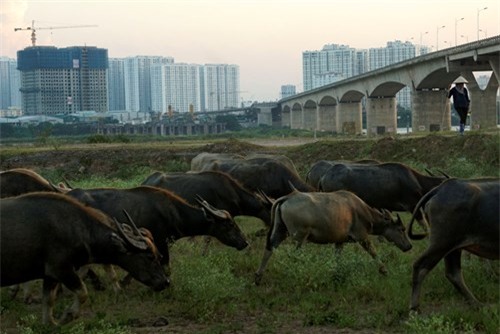Vợ chồng, Hà Nội, để dành, đàn trâu, thịt trâu, nuôi trâu, nông dân, hồi môn, chăn nuôi, trâu bò