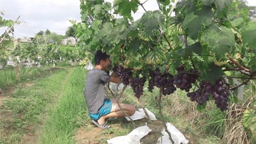 vuon nho cho lai tram trieu cua chang trai xu lang hinh anh 1