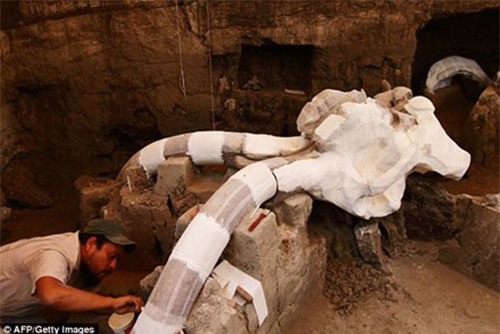 Phát hiện hóa thạch voi Mamút vạn năm tuổi dưới lòng đường - 1