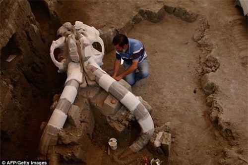 Phát hiện hóa thạch voi Mamút vạn năm tuổi dưới lòng đường - 3