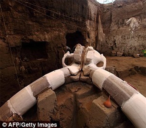 Phát hiện hóa thạch voi Mamút vạn năm tuổi dưới lòng đường - 4