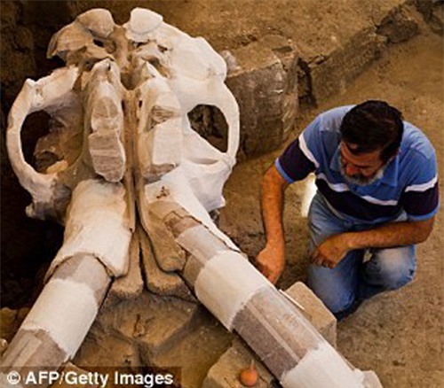 Phát hiện hóa thạch voi Mamút vạn năm tuổi dưới lòng đường - 5