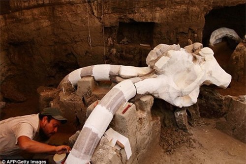 Phát hiện hóa thạch voi Mamút vạn năm tuổi dưới lòng đường - 6