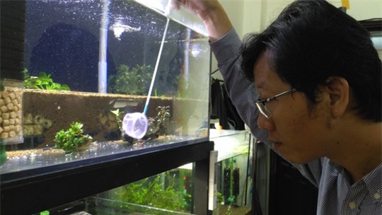 Tép cảnh tí hon giá bạc triệu - 1