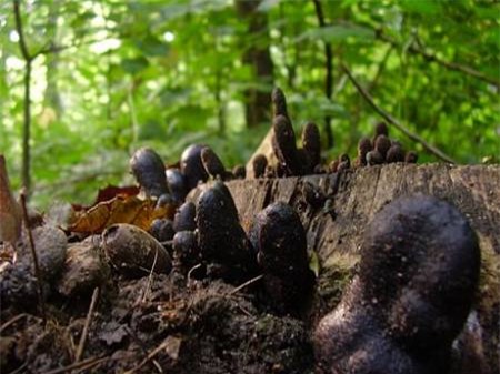 Nếu bị loại nấm này mọc quanh nhà, hãy tránh xa nó ngay lập tức! - Ảnh 4.