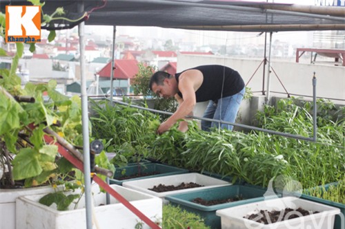 vuon rau tot um cua nhung ong bo viet