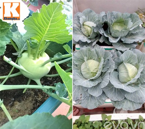 vuon rau tot um cua nhung ong bo viet