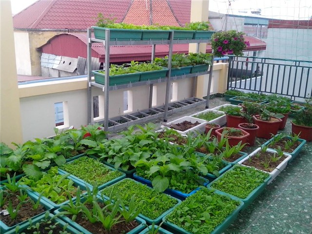 vuon rau tot um cua nhung ong bo viet