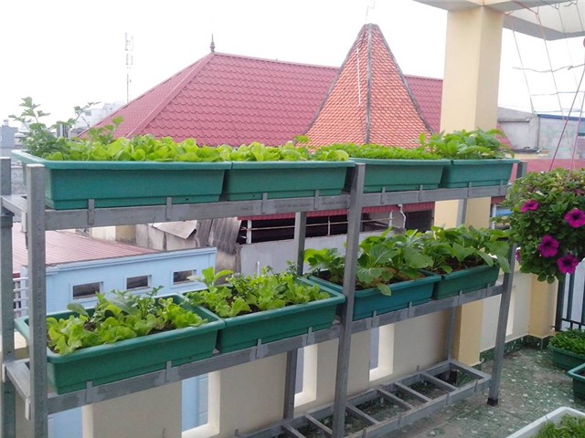 vuon rau tot um cua nhung ong bo viet