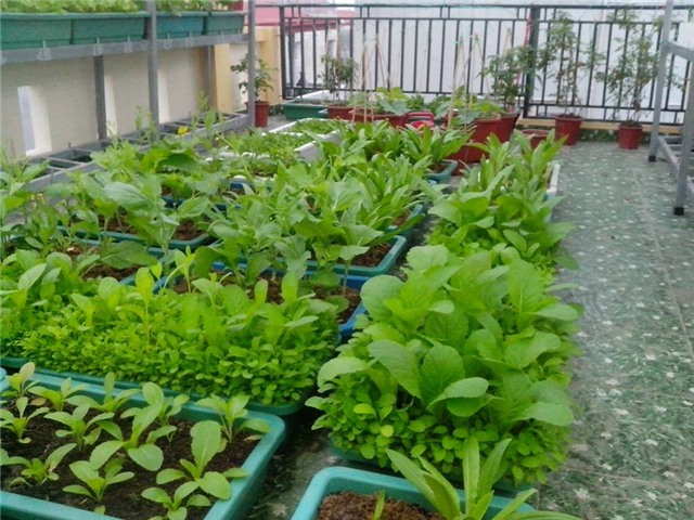 vuon rau tot um cua nhung ong bo viet