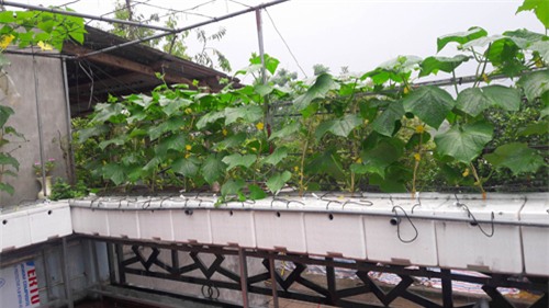 vuon rau tot um cua nhung ong bo viet