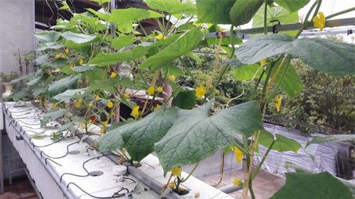 vuon rau tot um cua nhung ong bo viet